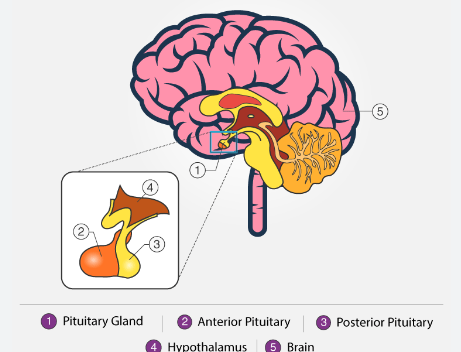 hypofyse